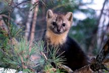 Barguzin Sable